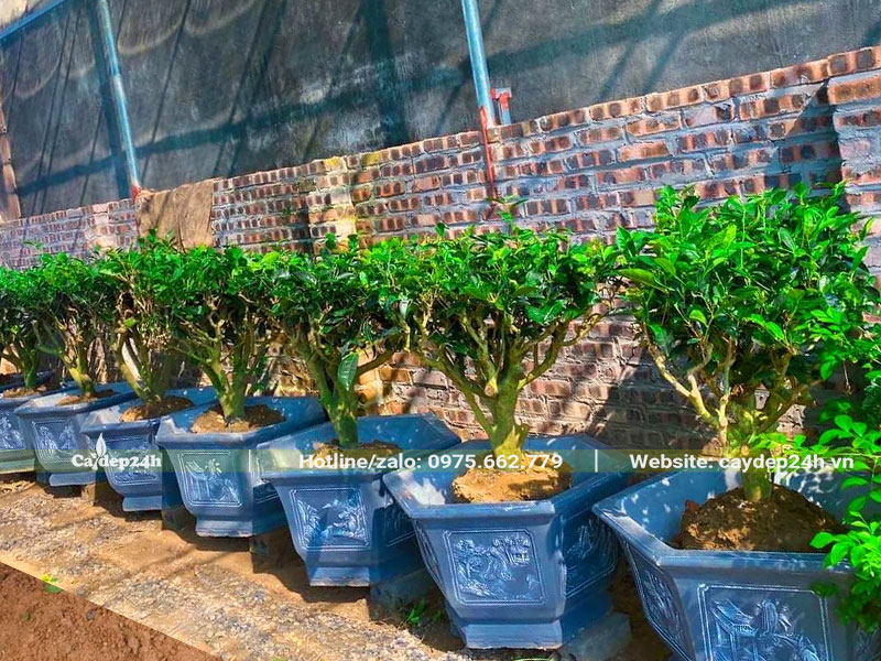 Những chậu cây Chè Xanh cảnh trồng trước sân nhà