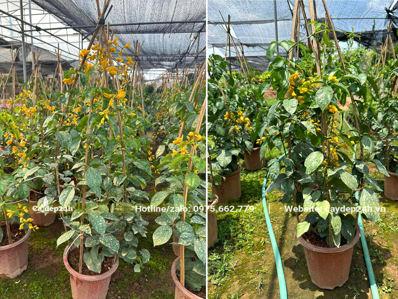 Chăm sóc cây Lan Hoàng Dương trong khu vực có lưới đen che chắn