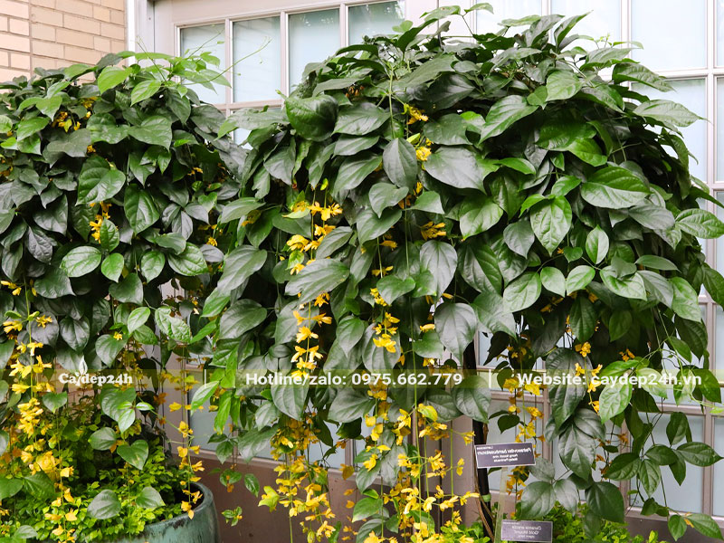 Những chậu hoa Lan Hoàng Dương lâu năm đặt trước sân nhà