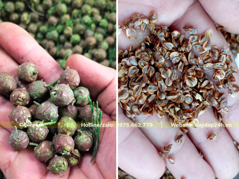 Quả Hoàng Đàn chín đạt điều kiện thu hoạch hạt