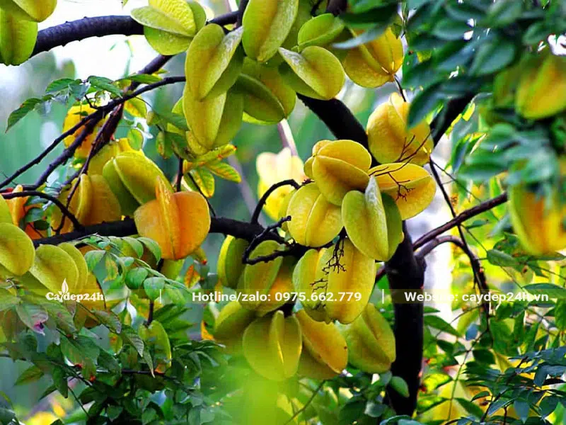 Quả khế bắt đầu chín vàng trên cành