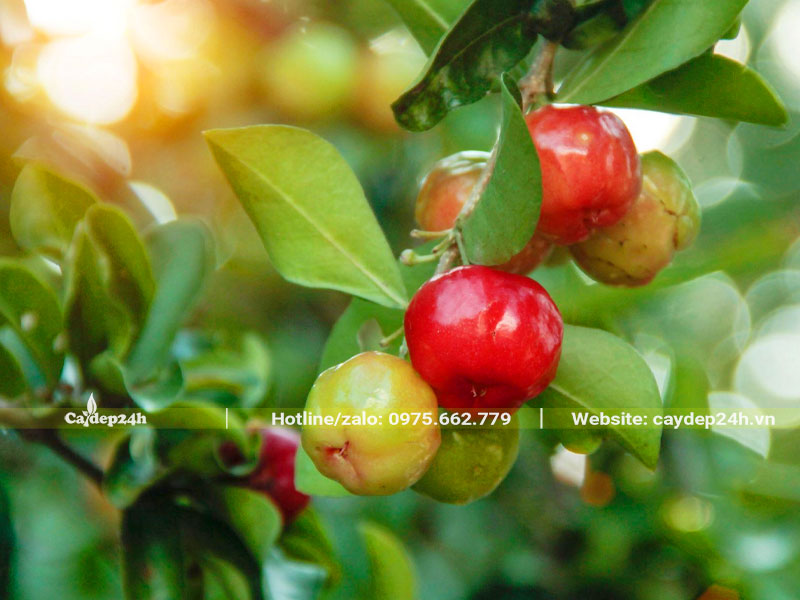 Chùm quả sơ ri chín có thể thu hoạch