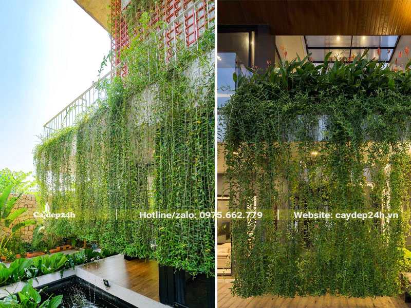 Dây Cúc Tần Ấn Độ trồng ban công biệt thự