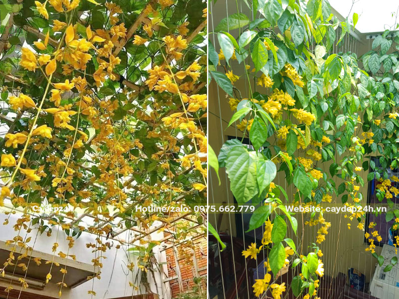 Lan Hoàng Dương leo giàn trồng trên sân thượng và ban công