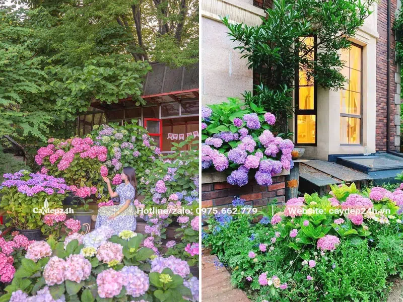 Cây hoa Cẩm Tú Cầu trồng công trình