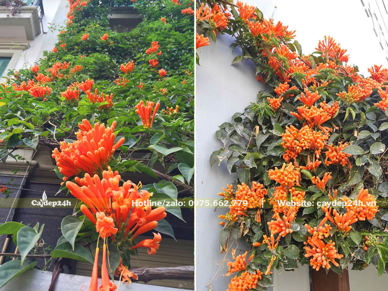 Những dây Chùm Ớt đang leo tường tạo cảnh sắc đẹp