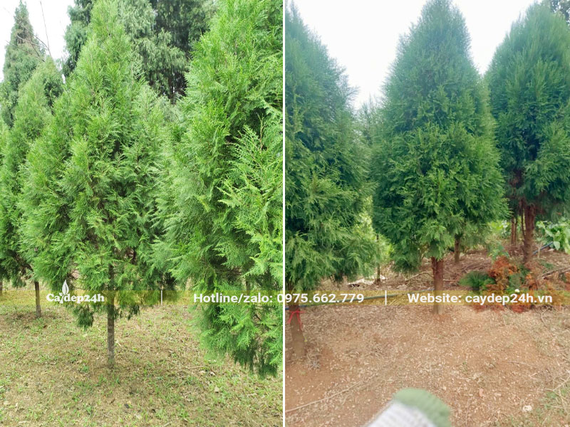 Những hàng cây Hoàng Đàn đẹp