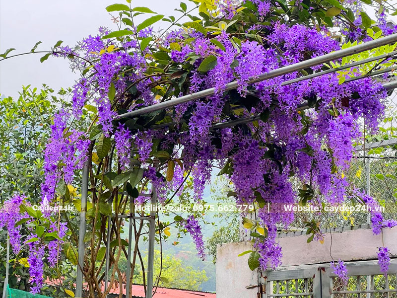 Làm giàn leo cho cây Mai Xanh để lấy bóng mát và ngắm hoa đẹp