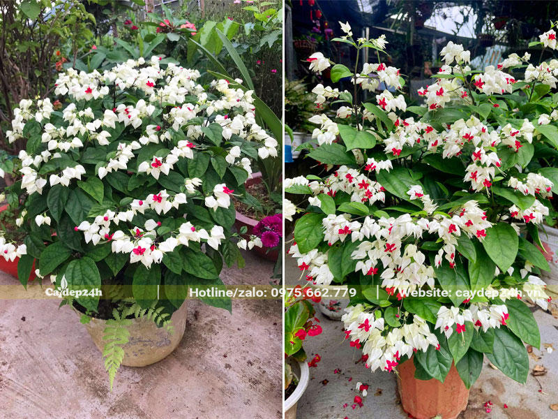 Những chậu cây hoa Ngọc Nữ cao 60 - 70cm