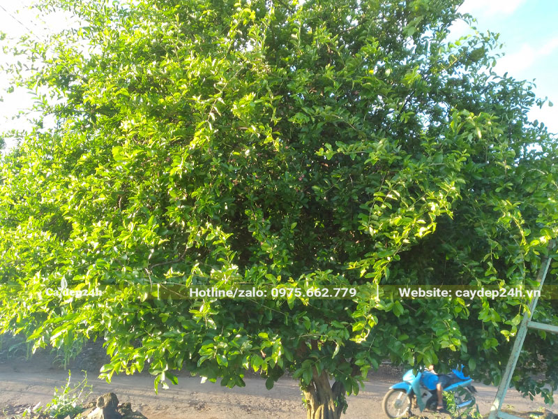 Tán lá của cây sơ ri lâu năm cao hơn 3m