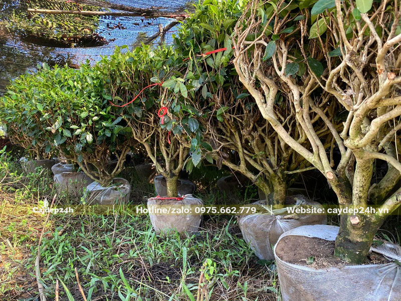 Những cành nhánh chè xanh khẳng khiu, màu xám có nhiều đốm trắng