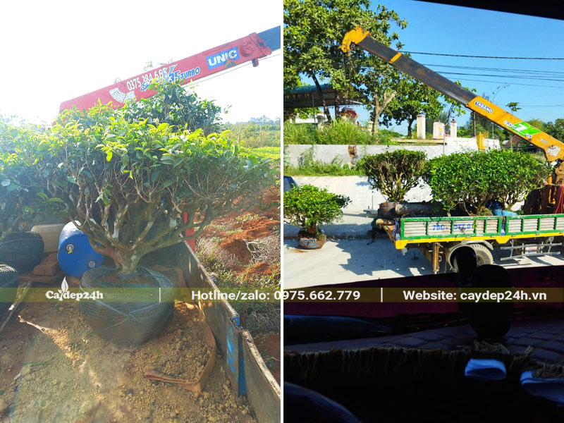 Tập kết cây Chè Xanh tại công trình