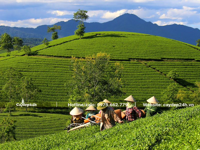 Những người nông dân đang thu hoạch búp chè