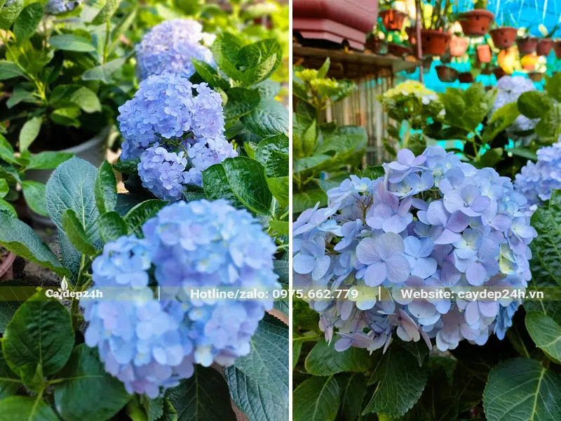 Mua cây Dương Tú Cầu thuần chậu