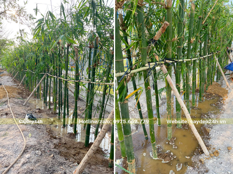 Những hàng tre mới trồng được tưới đẫm nước