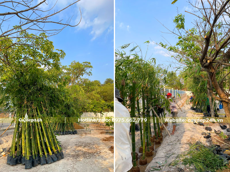 Những cây tre xanh được thi công trồng tại nhà máy Toshiba Đồng Nai