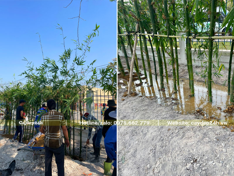 Trồng hàng cây tre xanh cho nhà máy Toshiba tại Đồng Nai