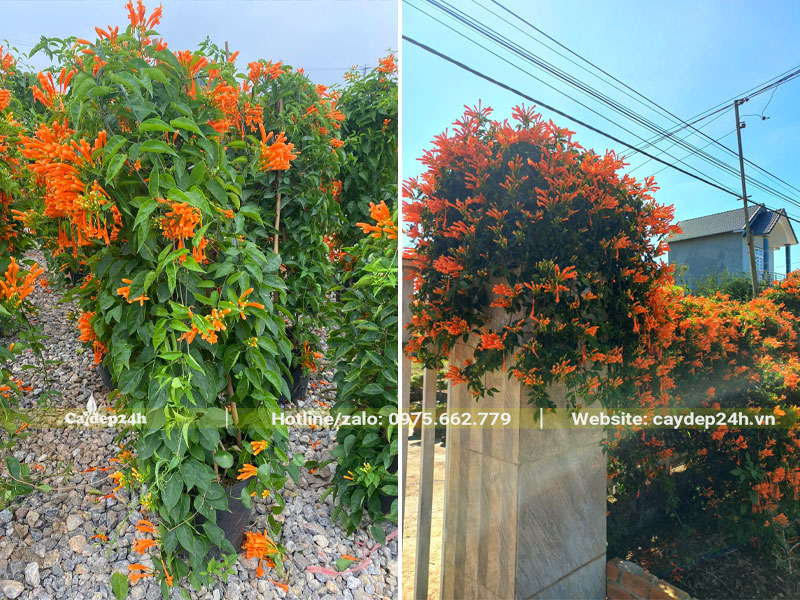 Cây Chùm Ớt trồng leo hàng rào