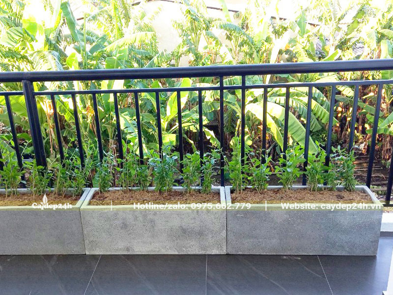 Trồng cây dây leo cúc tần ấn độ trong bồn đất trên sân thượng