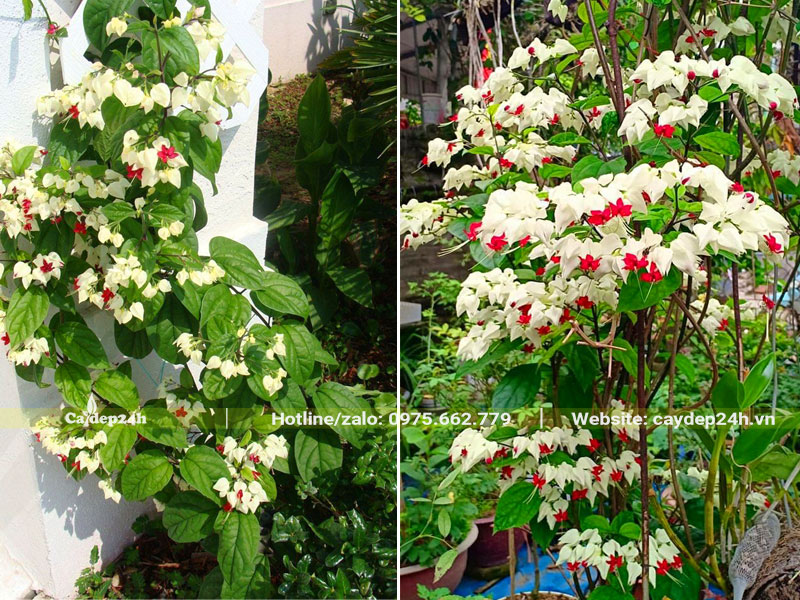 Cây hoa Ngọc Nữ trồng lâu năm