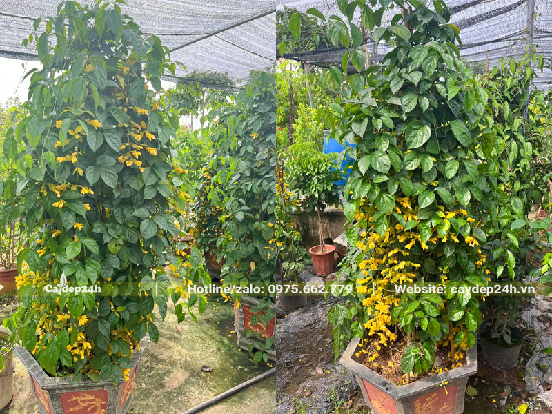 Lan Hoàng Dương trồng trong chậu cảnh cao 2m