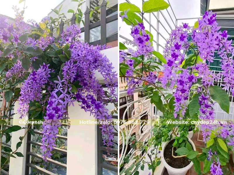 Mai Xanh trồng leo giàn và lan can ở ban công và sân thượng nhà ở