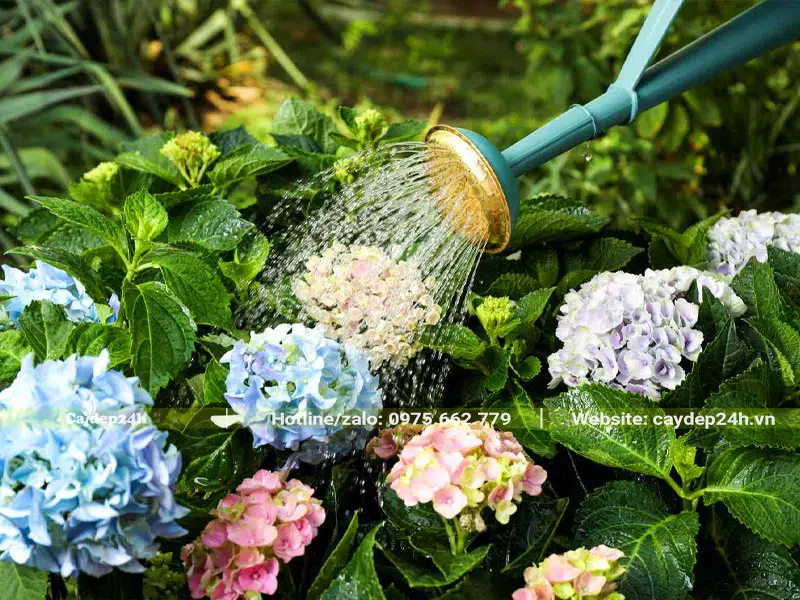 Tưới nước cho cây hoa Cẩm Tú Cầu