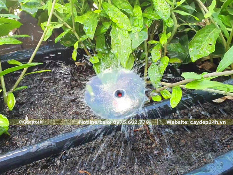 Lắp hệ thống tưới nước tự động cho cây cúc tần ấn độ