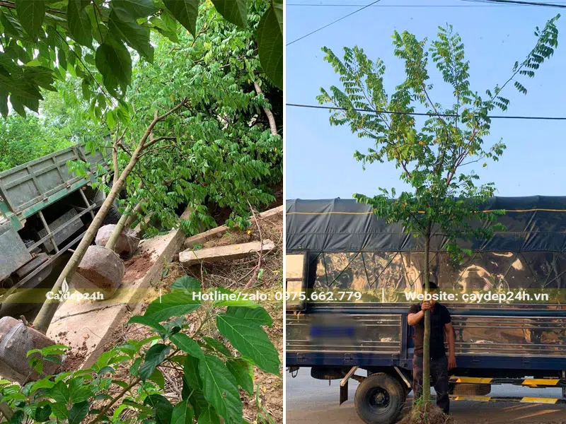 Bứng và xếp cây Khê công trình lên xe