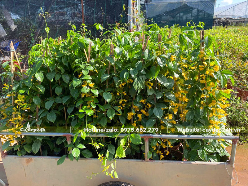 Vận chuyển hàng chục cây Lan Hoàng Dương ra xe tài giao cho khách ở Hà Nội