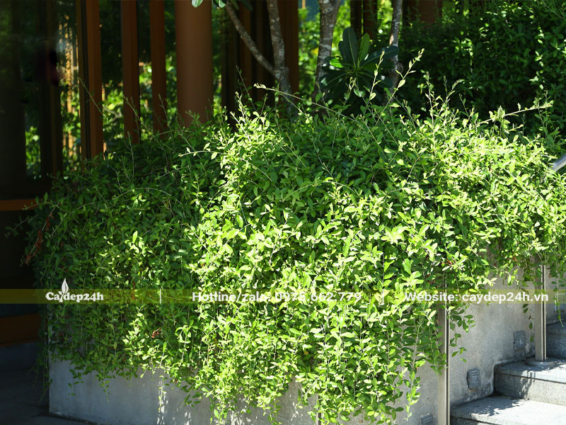 Bụi cây dây leo cúc tần ấn độ trồng khu đô thị