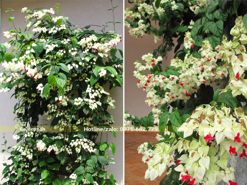 Những cây hoa Ngọc Nữ leo giàn đẹp