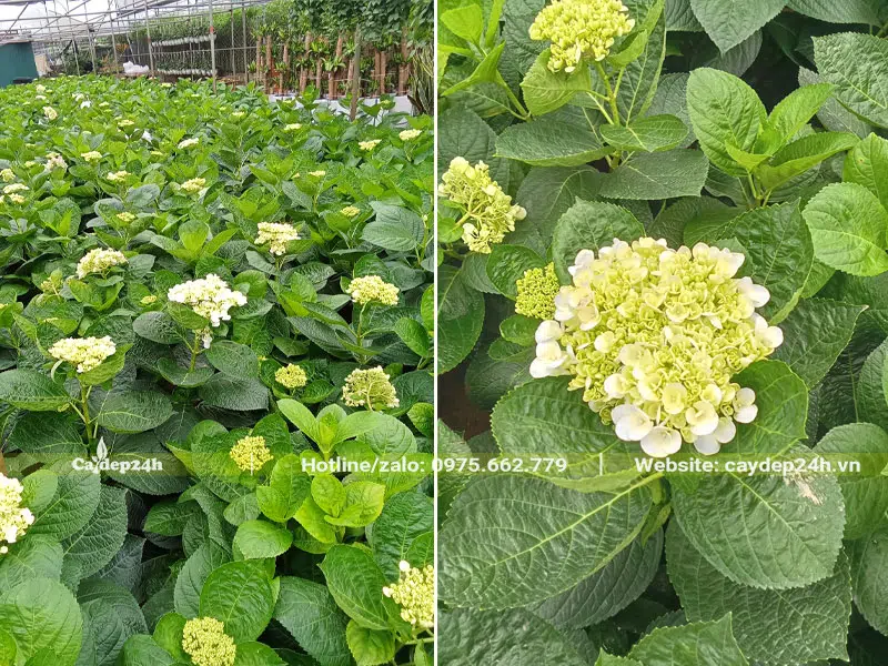 Vườn cây Cẩm Tú Cầu cao 50 - 60cm, đang bắt đầu cho hoa