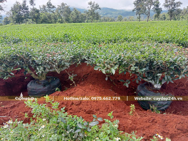 Đào đất và bứng bầu cây Trà Xanh