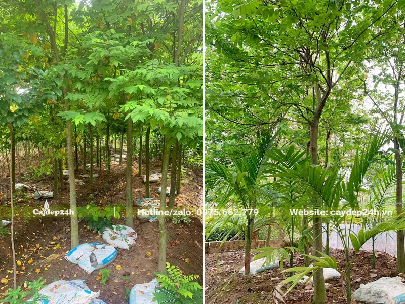 Vườn trồng số lượng lớn cây Khế công trình đường kính gốc 10 - 15cm