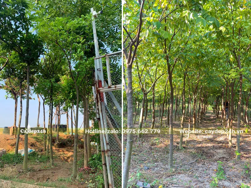 Vườn chuyên canh cây Kế công trình đường kính gốc 5 - 8cm