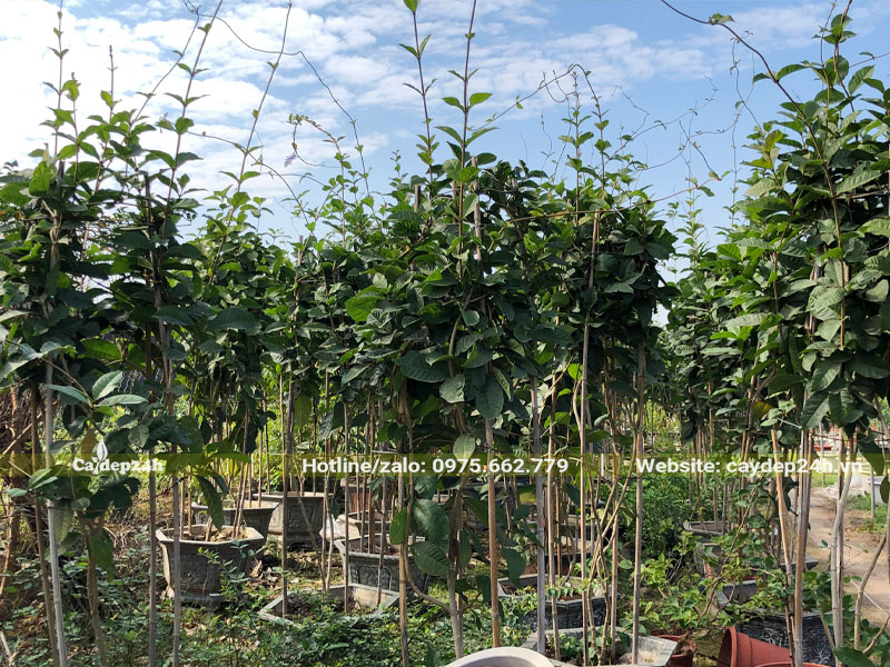 Vườn dưỡng số lượng lớn cây hoa Mai Xanh thuần chậu