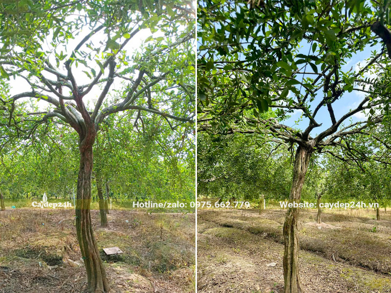 Vườn trồng hàng trăm cây sơ ri để kinh doanh