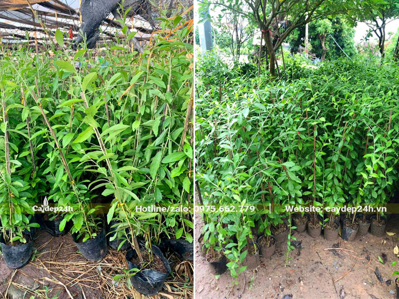 Cây giống cúc tần ấn độ cao gần 1m