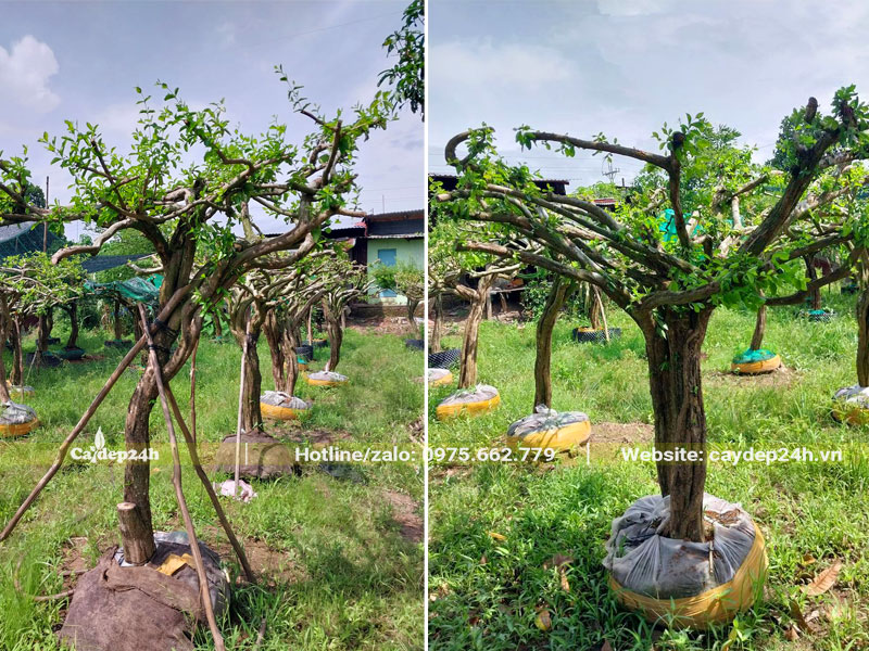 Cây sơ ri cao 1 - 1,5m đường kính gốc 15 - 20cm