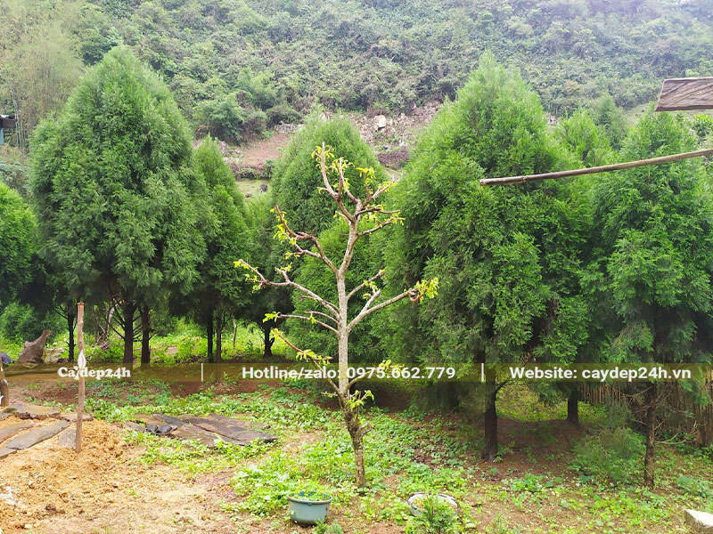 Những cây Hoàng Đàn trưởng thành, đa dạng kích thước chiều cao từ 2 - 4m