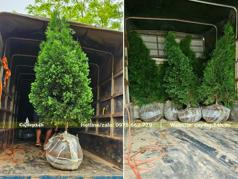 Xếp từng cây Hoàng Đàn Tuyết Lạng Sơn cao hơn 1m lên thùng xe