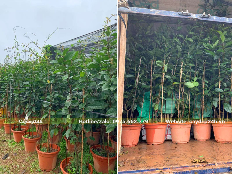 Giao câ hoa Mai Xanh giống chiều cao khoảng 1,5m