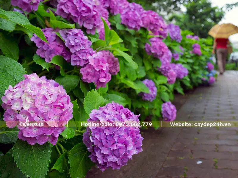 Hàng rào trồng toàn cây hoa Cẩm Tú Cầu màu tím hồng 