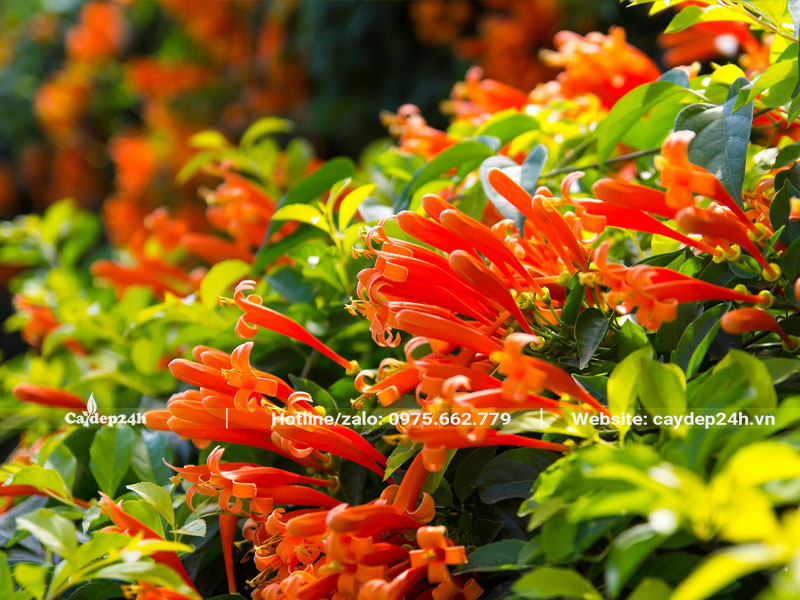 Cây Chùm Ớt nở hoa rực rỡ