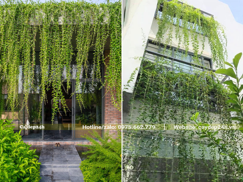 Một bức rèm xanh tươi bằng cây Cúc Tần Ấn Độ trồng trước của nhà