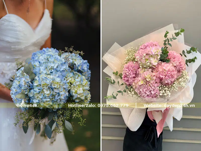 Những bó hoa Cẩm Tú Cầu đẹp