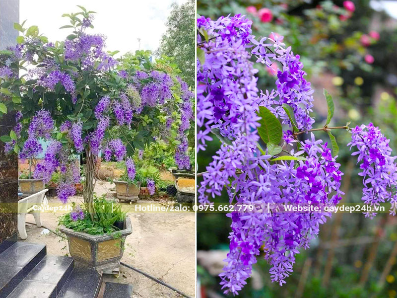 Chậu cây Mai Xanh thân gỗ trồng trước nhà đang nở hoa rực rỡ