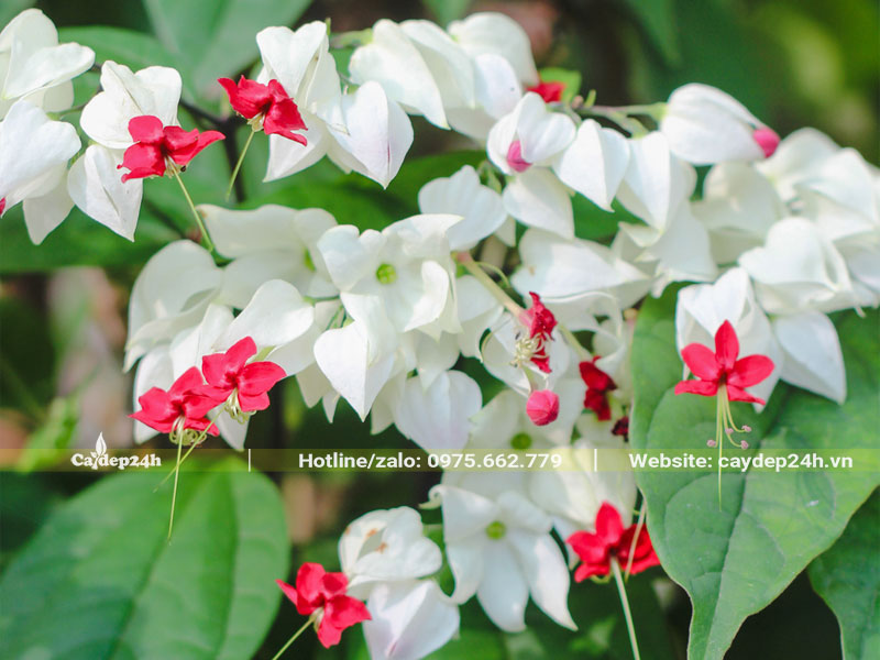 Chùm hoa Ngọc Nữ trắng