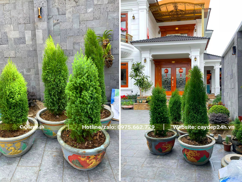 Chậu cây cảnh Hoàng Đàn cao dưới 1m trồng trước cửa nhà